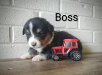 Boss, a male Australian Cattle Dog and Pembroke Welsh Corgi for sale in Kansas City, KS – 1 of 7