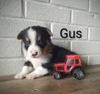 Gus, a male Australian Cattle Dog and Pembroke Welsh Corgi for sale in Kansas City, KS – 2 of 5