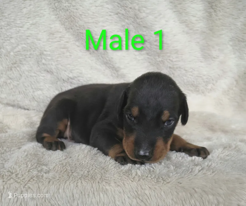 European Male 1 – Doberman Pinscher puppy for sale in Kansas City, KS