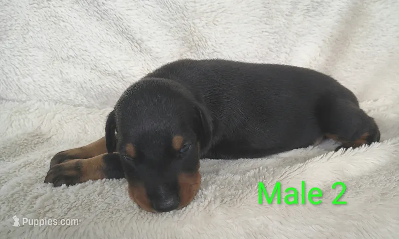 European Male 2  – Doberman Pinscher puppy for sale in Kansas City, KS