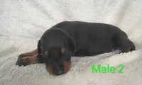 European Male 2 , a male Doberman Pinscher for sale in Kansas City, KS – 1 of 4