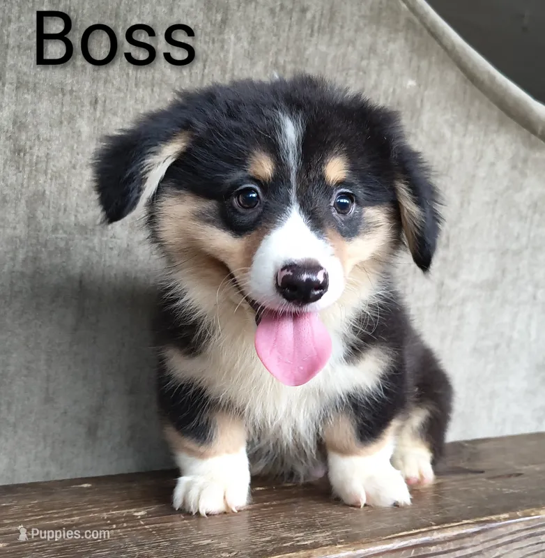 Boss – Australian Cattle Dog, Pembroke Welsh Corgi puppy for sale in Kansas City, KS
