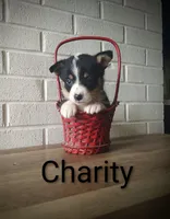 Charity, a female Australian Cattle Dog and Pembroke Welsh Corgi for sale in Kansas City, KS – 4 of 6