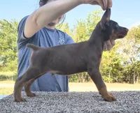European Red male, a male Doberman Pinscher for sale in Kansas City, KS – 3 of 6