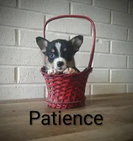 Patience , a female Australian Cattle Dog and Pembroke Welsh Corgi for sale in Kansas City, KS – 4 of 7