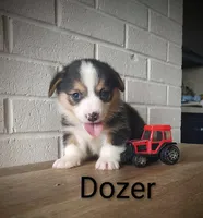 Dozer, a male Australian Cattle Dog and Pembroke Welsh Corgi for sale in Kansas City, KS – 2 of 6