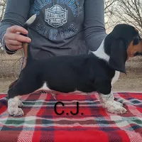 AKC Charlie Jr, a male Basset Hound for sale in Kansas City, KS – Photo 3 of 6