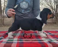 AKC Charlie Jr, a male Basset Hound for sale in Kansas City, KS – Photo 2 of 6