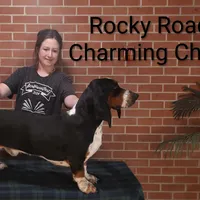 AKC Charlie Jr, a male Basset Hound for sale in Kansas City, KS – Photo 6 of 6