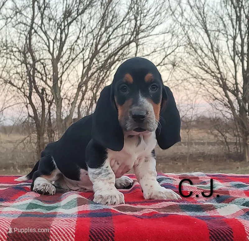 AKC Charlie Jr – Basset Hound puppy for sale in Kansas City, KS