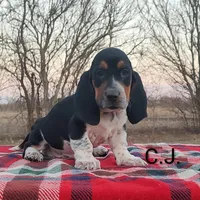 AKC Charlie Jr, a male Basset Hound for sale in Kansas City, KS – Photo 1 of 6