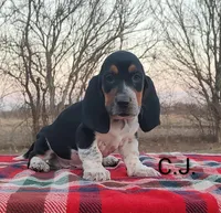 AKC Charlie Jr, a male Basset Hound for sale in Kansas City, KS – Photo 3 of 6