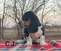 AKC Charlie Jr, a male Basset Hound for sale in Kansas City, KS – Photo 1 of 6