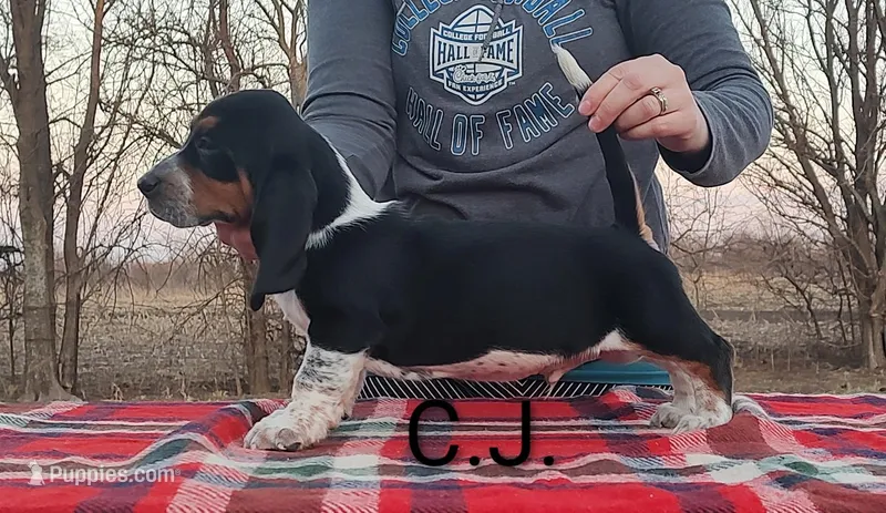 AKC Charlie Jr – Basset Hound puppy for sale in Kansas City, KS