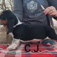 AKC Charlie Jr, a male Basset Hound for sale in Kansas City, KS – Photo 4 of 6