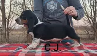 AKC Charlie Jr, a male Basset Hound for sale in Kansas City, KS – Photo 4 of 6