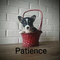 Patience , a female Australian Cattle Dog and Pembroke Welsh Corgi for sale in Kansas City, KS – 3 of 7