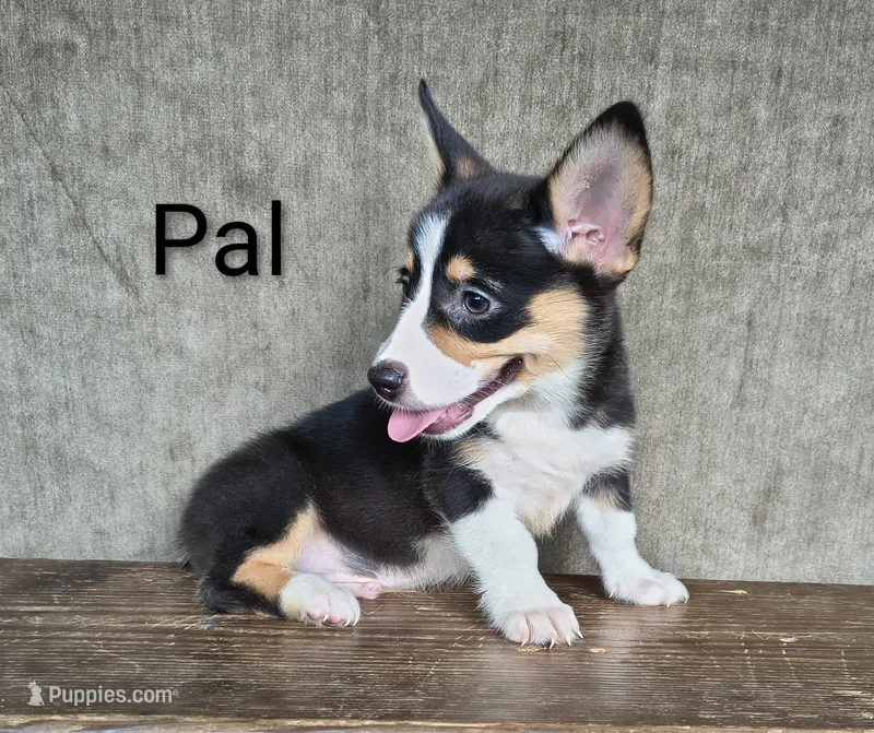 Pal – Australian Cattle Dog, Pembroke Welsh Corgi puppy for sale in Kansas City, KS