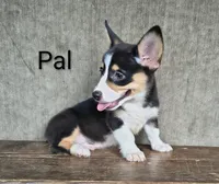 Pal, a male Australian Cattle Dog and Pembroke Welsh Corgi for sale in Kansas City, KS – 3 of 5