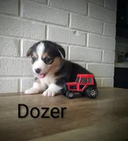 Dozer, a male Australian Cattle Dog and Pembroke Welsh Corgi for sale in Kansas City, KS – 4 of 6