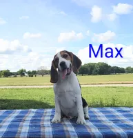 Max, a male Beagle for sale in Kansas City, KS – 2 of 3