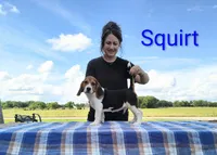 Squirt , a male Beagle for sale in Kansas City, KS – 2 of 4