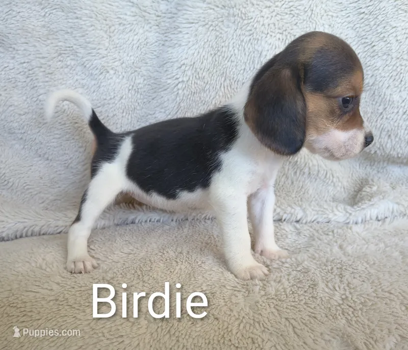 Birdie  – Beagle puppy for sale in Kansas City, KS