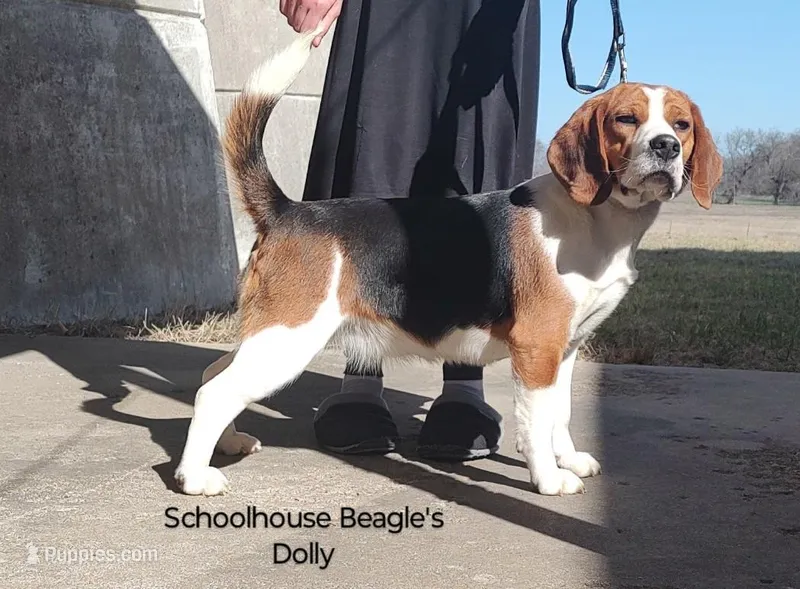 AKC Dolly  – Beagle puppy for sale in Kansas City, KS