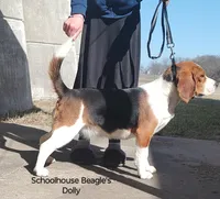 AKC Dolly , a female Beagle for sale in Kansas City, KS – Photo 2 of 2