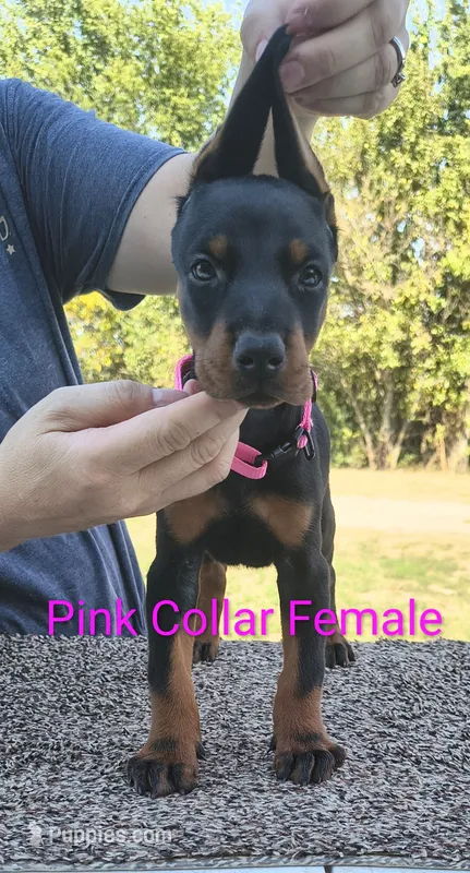 European Pink Collar Female – Doberman Pinscher puppy for sale in Kansas City, KS