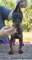 European Pink Collar Female, a female Doberman Pinscher for sale in Kansas City, KS – 1 of 5