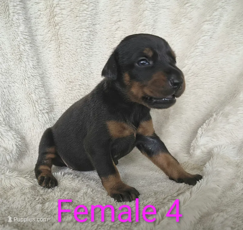 European Female 4 – Doberman Pinscher puppy for sale in Kansas City, KS