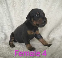 European Female 4, a female Doberman Pinscher for sale in Kansas City, KS – 3 of 5
