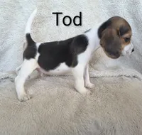 Tod, a male Beagle for sale in Kansas City, KS – 1 of 4
