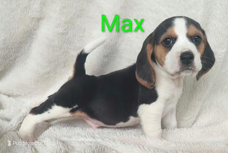 Max