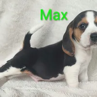 Max, a male Beagle for sale in Kansas City, KS – Photo 3 of 5