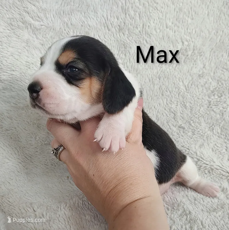 Max