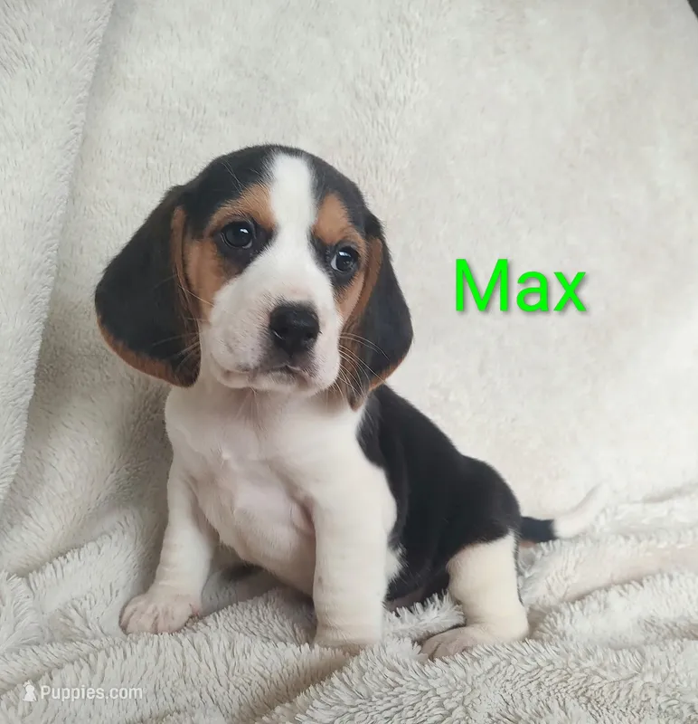 Max