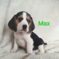 Max, a male Beagle for sale in Kansas City, KS – Photo 4 of 5