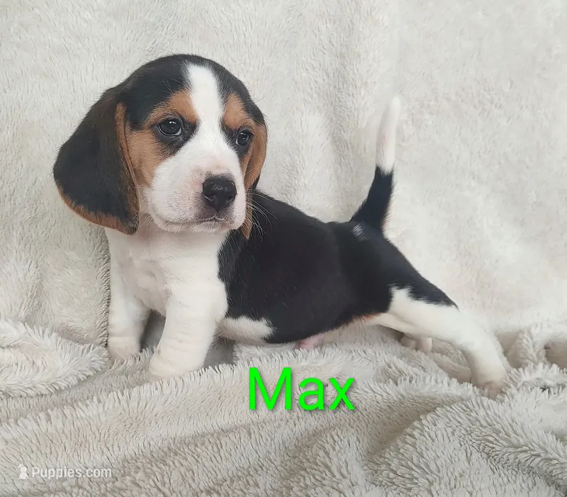 Max – Beagle puppy for sale in Kansas City, KS