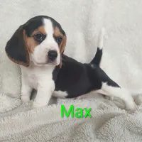 Max, a male Beagle for sale in Kansas City, KS – Photo 1 of 5