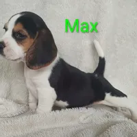 Max, a male Beagle for sale in Kansas City, KS – Photo 5 of 5