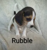 Rubble , a male Beagle for sale in Kansas City, KS – 3 of 4