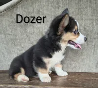 Dozer, a male Australian Cattle Dog and Pembroke Welsh Corgi for sale in Kansas City, KS – 2 of 5