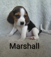 Marshall , a male Beagle for sale in Kansas City, KS – 2 of 3