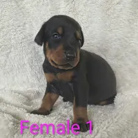 European Female 1, a female Doberman Pinscher for sale in Kansas City, KS – 2 of 6