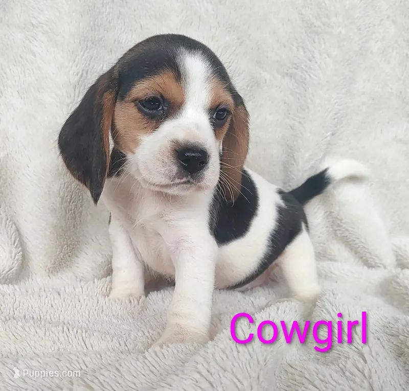 Cowgirl