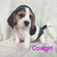 Cowgirl, a female Beagle for sale in Kansas City, KS – Photo 3 of 7