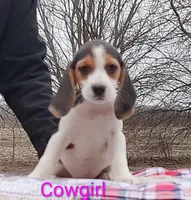 Cowgirl, a female Beagle for sale in Kansas City, KS – Photo 2 of 7