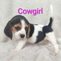 Cowgirl, a female Beagle for sale in Kansas City, KS – Photo 4 of 7
